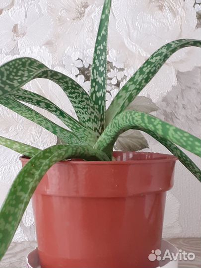 Декоративные пестролистные алои