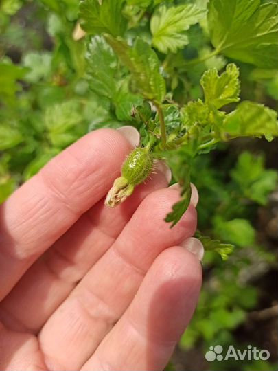 Саженцы крыжовника