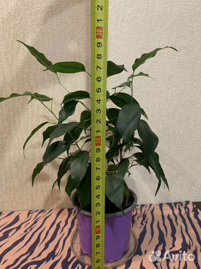 Фикус бенджамина