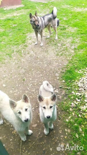 Лаечки, (а)домашних не трогают, можно обмен