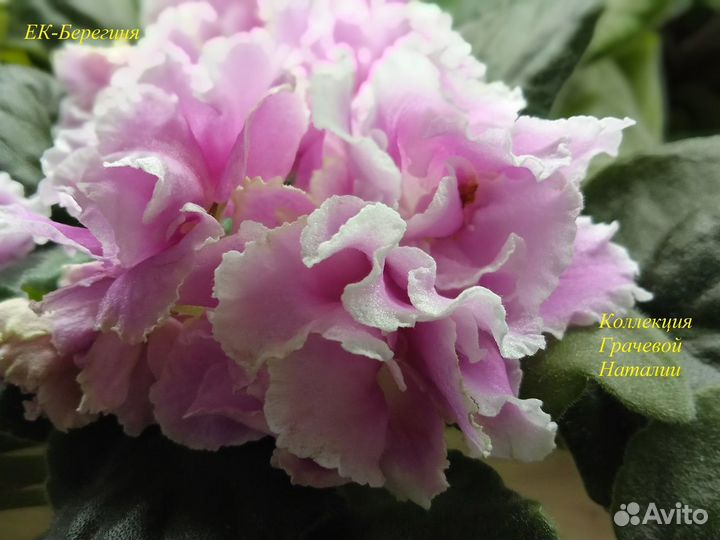 Сортовые фиалки.Детки, пасынки