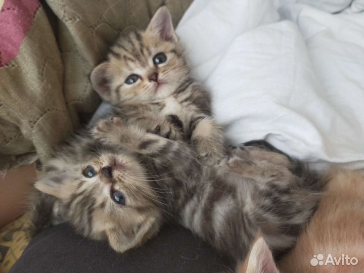 Вязка. Шотландский вислоухий кот