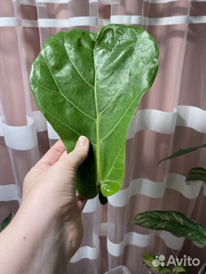 Фикус лирата колумнарис