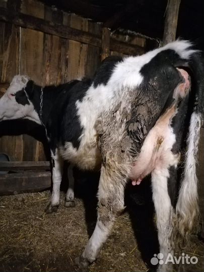 Коровы дойные молочные