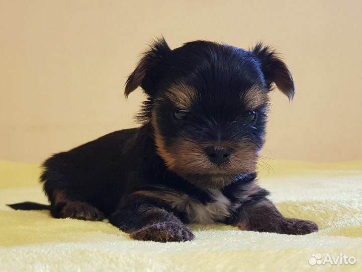 Щенки Йорка