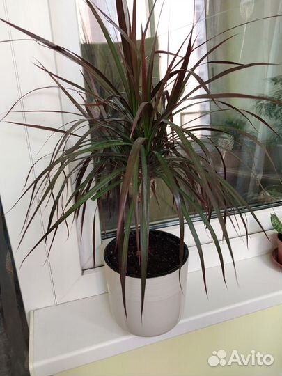 Драцена маргината