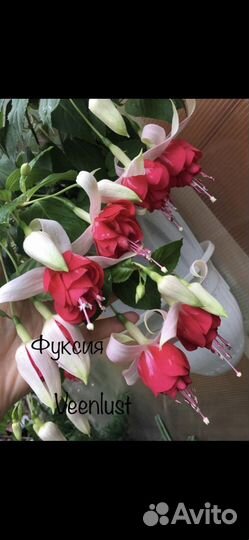 Фуксии сортовые махровые