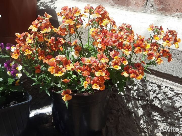 Цветы для сада Немезия вегетативная