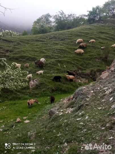 Козы с козлятами