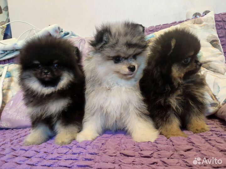 Померанский шпиц