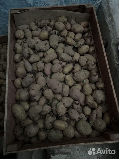 Семенной картофель