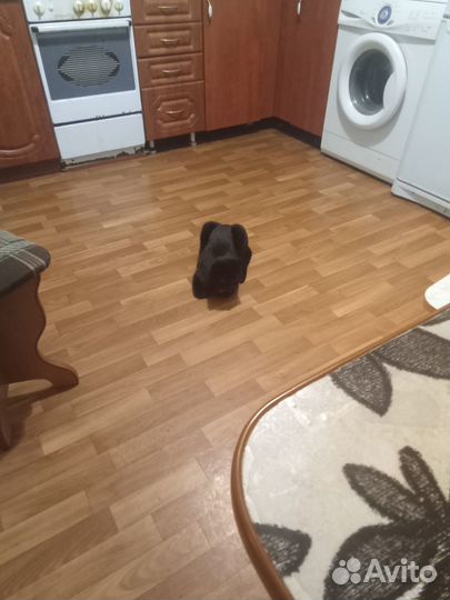 Отдаём кота