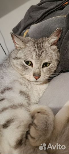 Кошка, метис шотландца