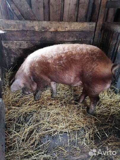 Хряк на племя