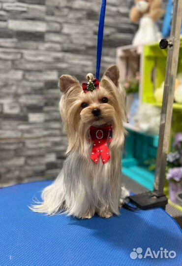 Красивая стрижка собак и кошек