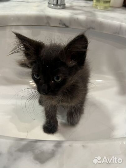 Котенок пушистый 2 месяца