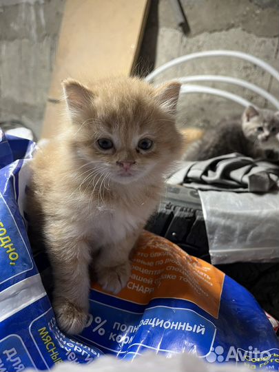 Отдам котят вислоухий мальчик