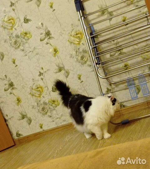 Отдам бесплатно котика