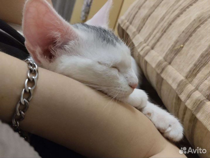 Кошечка в добрые руки