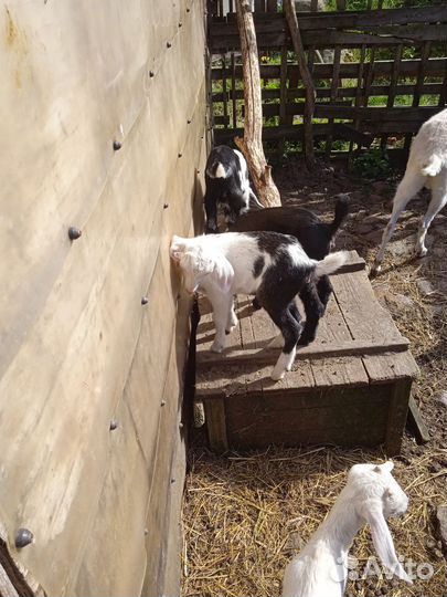 Продаются козлята процентовка нубийцы 11 шт