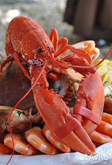 Лобстер