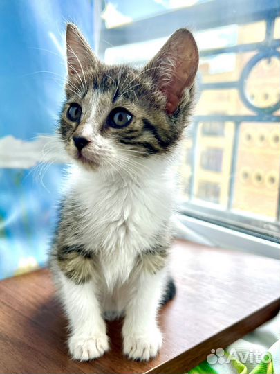 Котенок в добрые руки