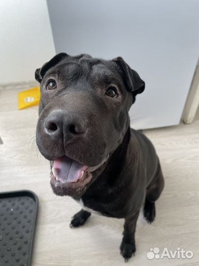 Собака террористка щенок шарпея