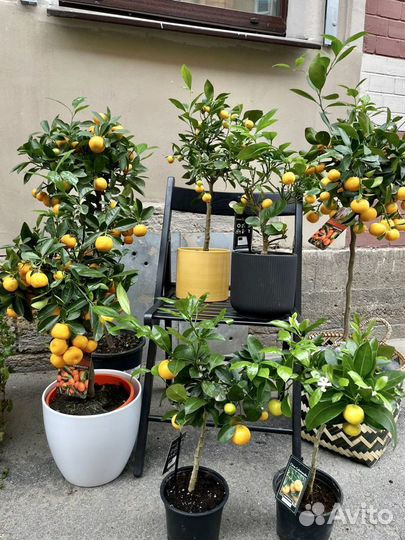 Цитрусы. Лимон мандарин кумкват