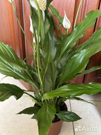 Спатифиллум крупноцветковый