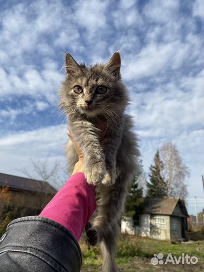 Пушистые котята