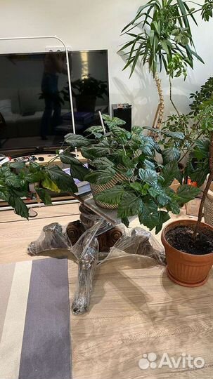 Гибискус, спатифилум, хлорофитрум