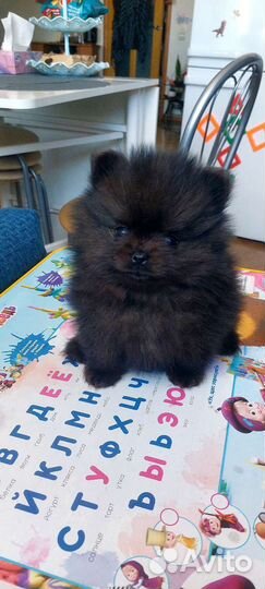 Щенки шпица mini