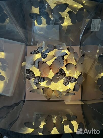 Бабочки в аквариуме