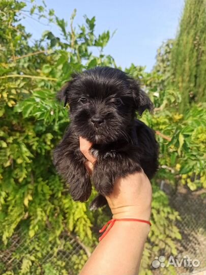 Йоркширский терьер щенки