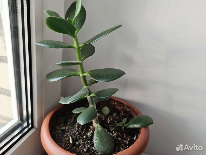 Толстянка(денежное дерево)