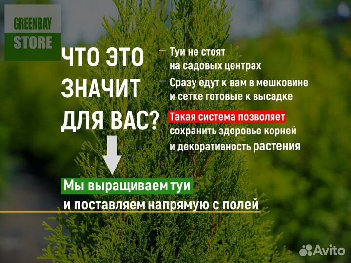 Туя брабант 2 м свежая копка 2023