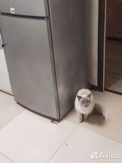 Ремонт холодильников