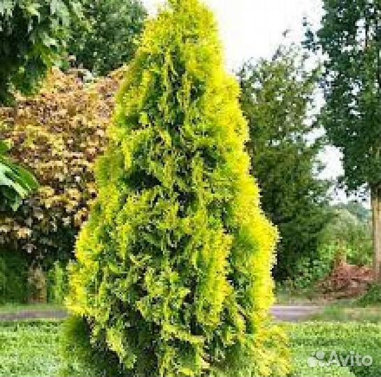 Туя голден смарагд