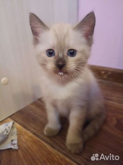 Сиамские котята
