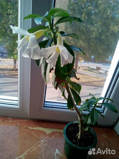 Адениум, белые цветы