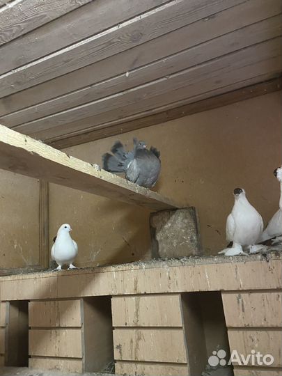 Продажа голубей парами