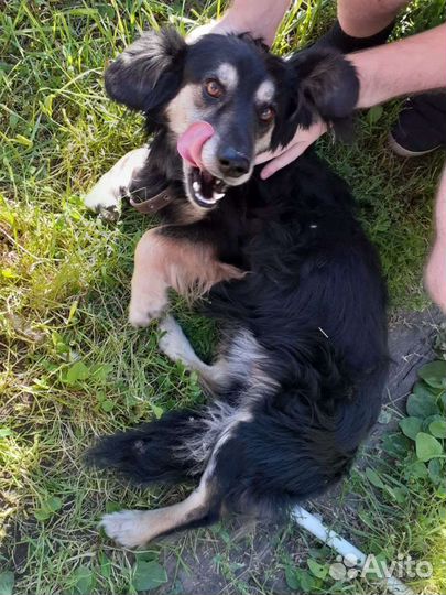 Собака в добрые руки отдам бесплатно