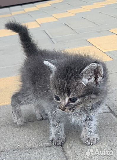 Котенок Красавчик