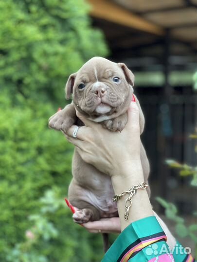 Шенок американский булли экзот микро