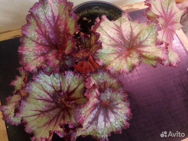 Бегонии декоративнолиственные