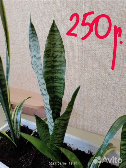 Сансевиерия