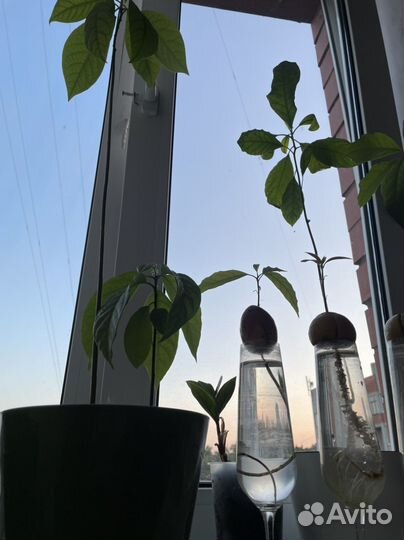 Дерево авокадо