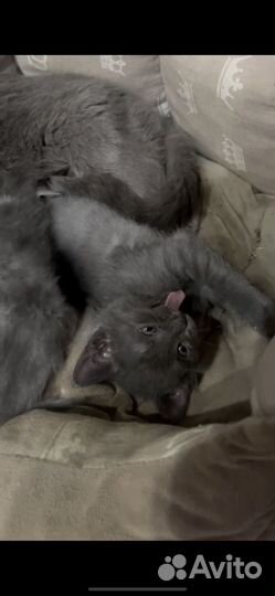 Котик в добрые руки