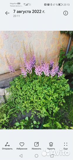 Растения цветы для сада