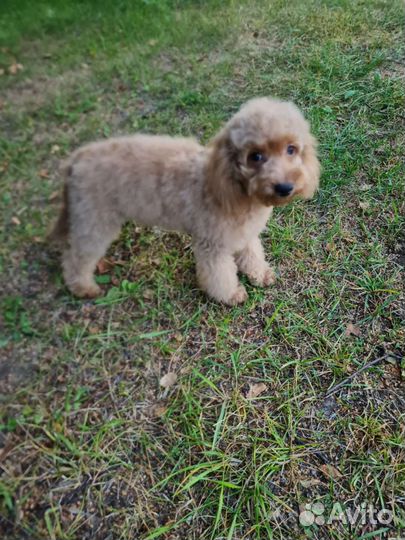 Пудель девочка